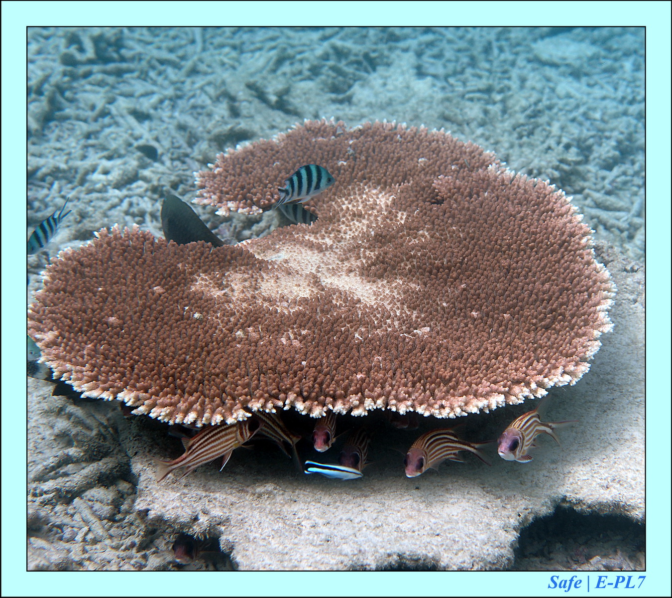 2016 - 07 - Leng Tengah - 050